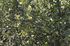 Lagonosticta rhodopareia