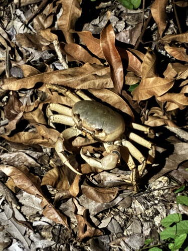 Blue Land Crab