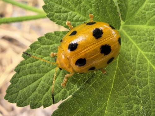 Oides decempunctata