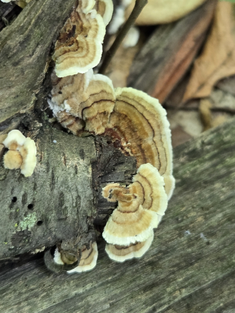 turkey-tail · August 2026 · photo: Photo: no rights reserved · iNaturalist