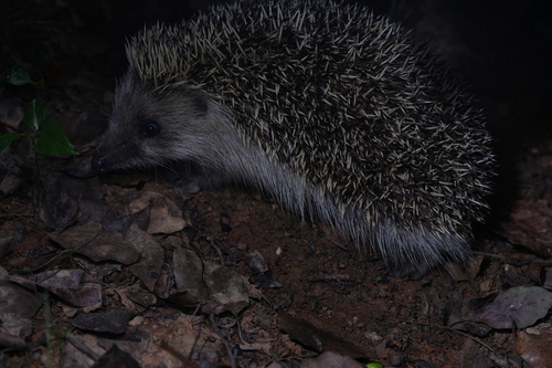 Amur Hedgehog