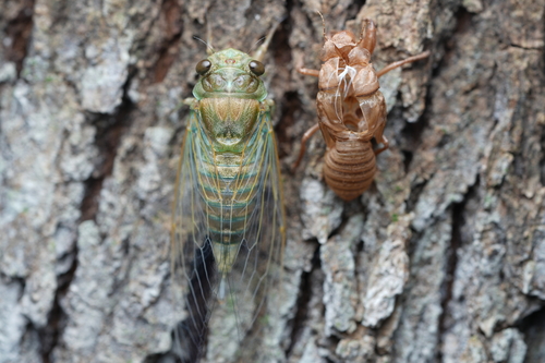 Autumn Cicada