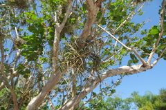 Tillandsia recurvata image