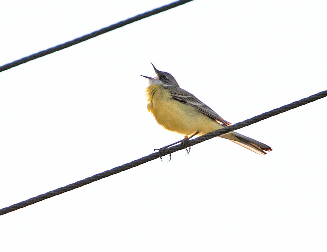 Western Yellow Wagtail