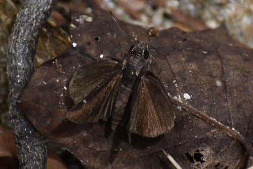 Common Roadside-Skipper photo 4