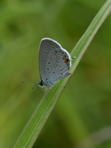 Eastern Tailed-Blue