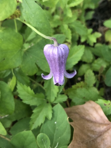 Clematis pitcheri, photograph 5