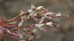 Stutzia dioica