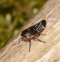 Eurymeloides lineata