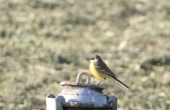 Motacilla flava cinereocapilla