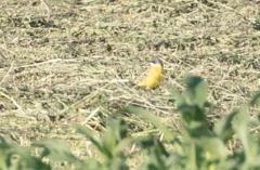 Motacilla flava cinereocapilla