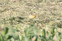 Motacilla flava cinereocapilla