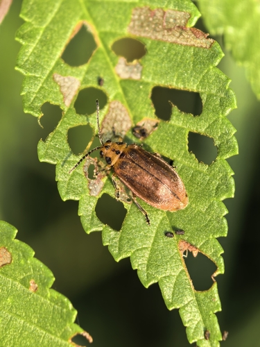Xanthogaleruca maculicollis