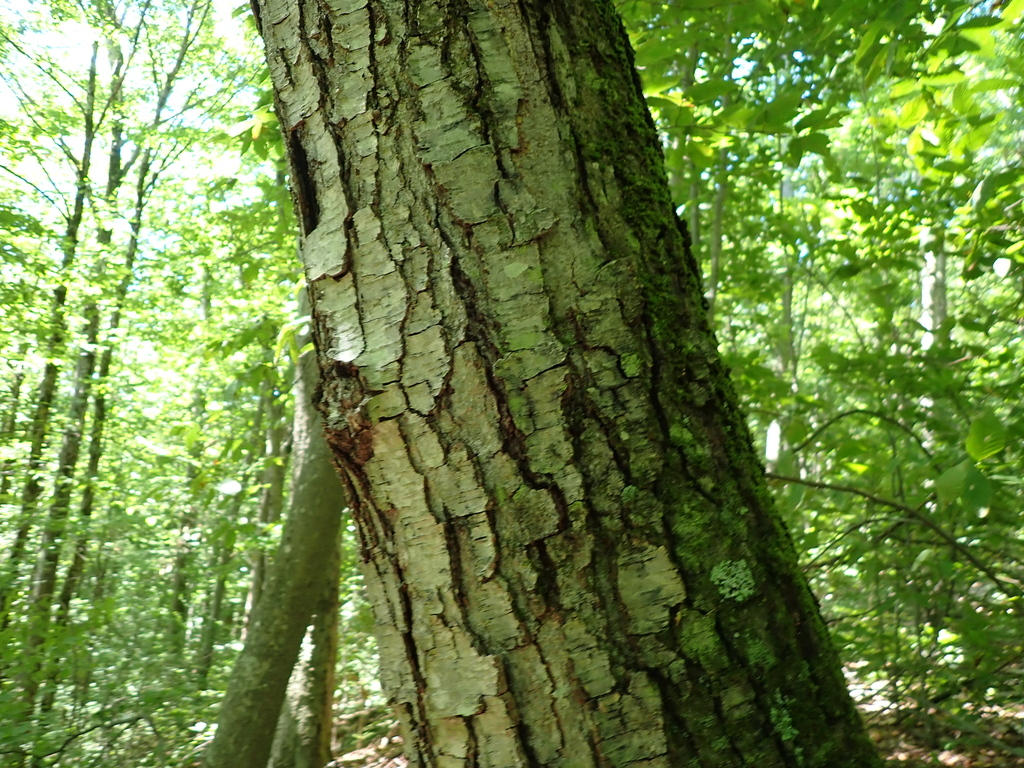 Betula lenta; photograph author not stated, no rights reserved