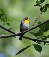 Setophaga americana × dominica