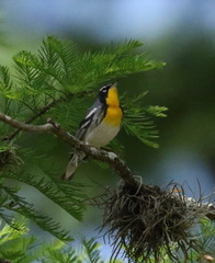 Setophaga americana × dominica