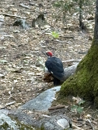 iNaturalist observation photo of Pileated Woodpecker