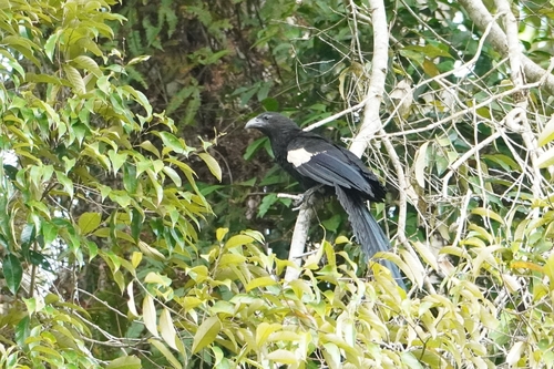 Goliath Coucal (Centropus goliath), photo 8