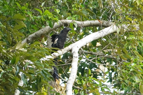 Goliath Coucal (Centropus goliath), photo 9