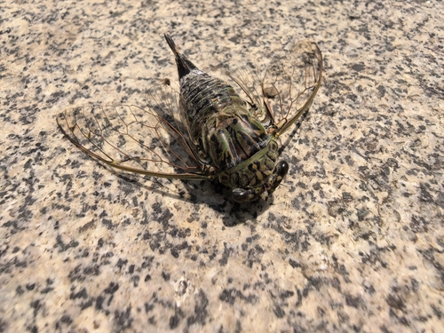Autumn Cicada