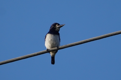 Blue-and-white Kingfisher (Todiramphus diops)