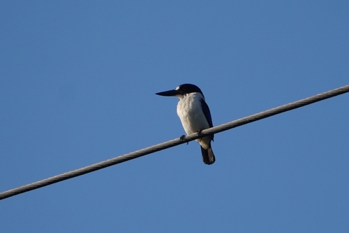 Blue-and-white Kingfisher (Todiramphus diops), photo 2