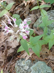 Monarda russeliana