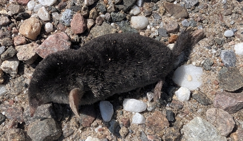 Hairy-tailed Mole observed by tomauer