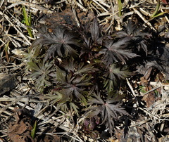 Aconitum fischeri