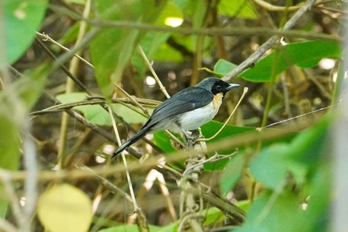 Moluccan Monarch (Symposiachrus bimaculatus), photo 5