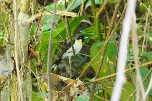 Moluccan Monarch (Symposiachrus bimaculatus), photo 6