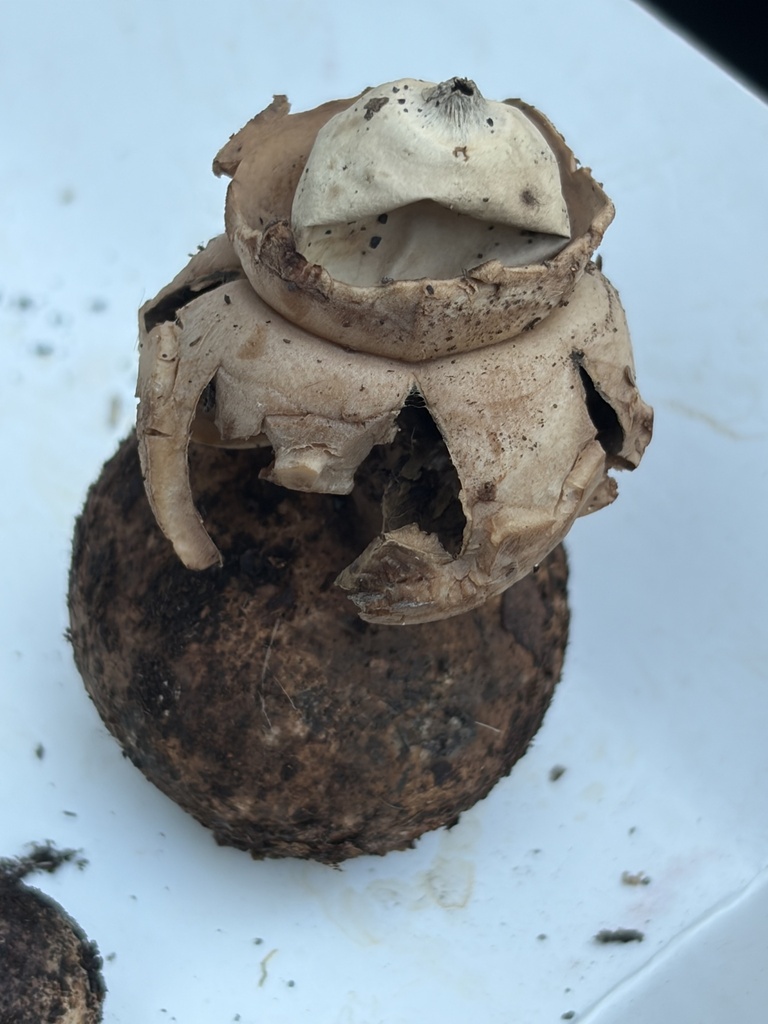 Collared Earthstar · August 2026 · photo: Photo: (c) Julie Travaglini, some rights reserved (CC BY) · iNaturalist