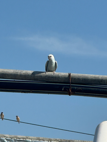 Budgerigar