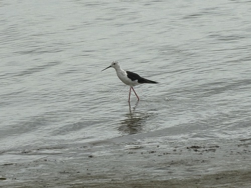 Black-winged Stilt