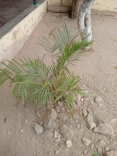 Areca Palm