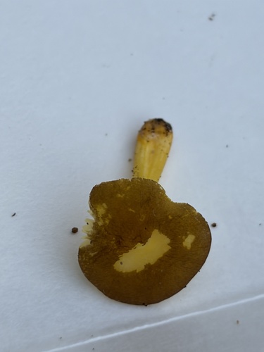 Pluteus romellii — (c) Julie Travaglini, some rights reserved (CC BY)