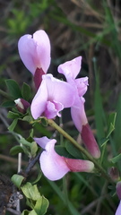 Chamaecytisus purpureus