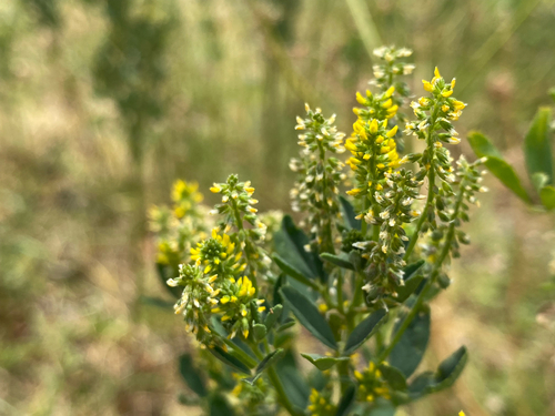 Melilotus indicus observed 2026-08-04