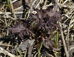 Aconitum fischeri