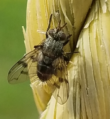 Homalactia harringtoni