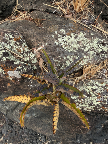 Kalanchoe daigremontiana, 2026-08-04