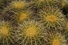 Kroenleinia grusonii