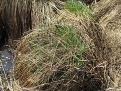 Carex cespitosa