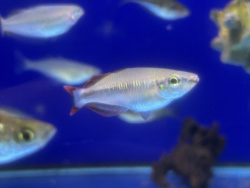 Zona (Bedotia madagascariensis) — Bedotiidae — 4