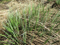 Carex cespitosa