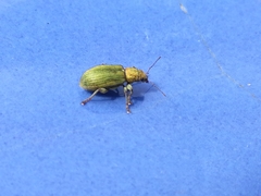 Pachyrhinus lethierryi