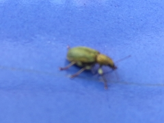 Pachyrhinus lethierryi