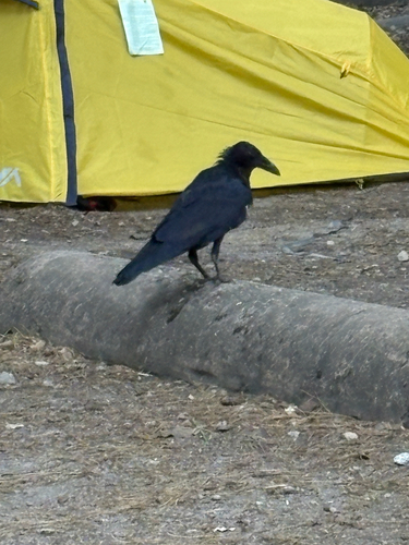 iNaturalist observation photo of Common Raven