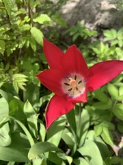 Tulipa