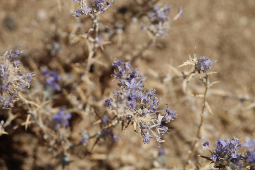 Eriastrum densifolium, photograph 6